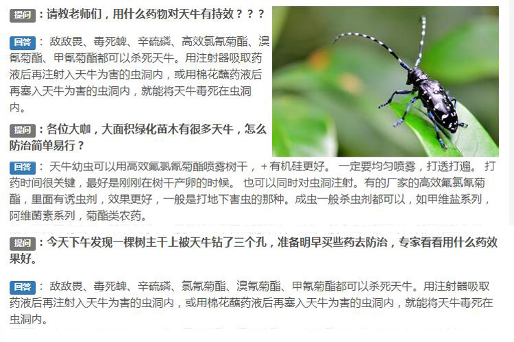 殺蟲燈能殺天牛嗎？